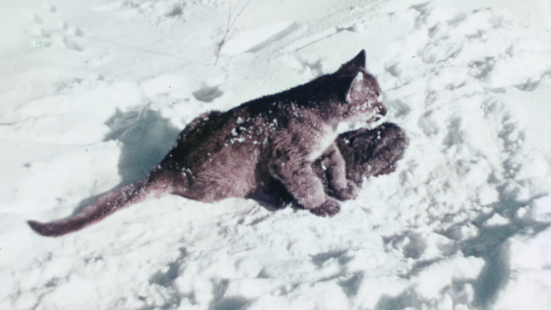 The Legend of Bigfoot Screencap 3