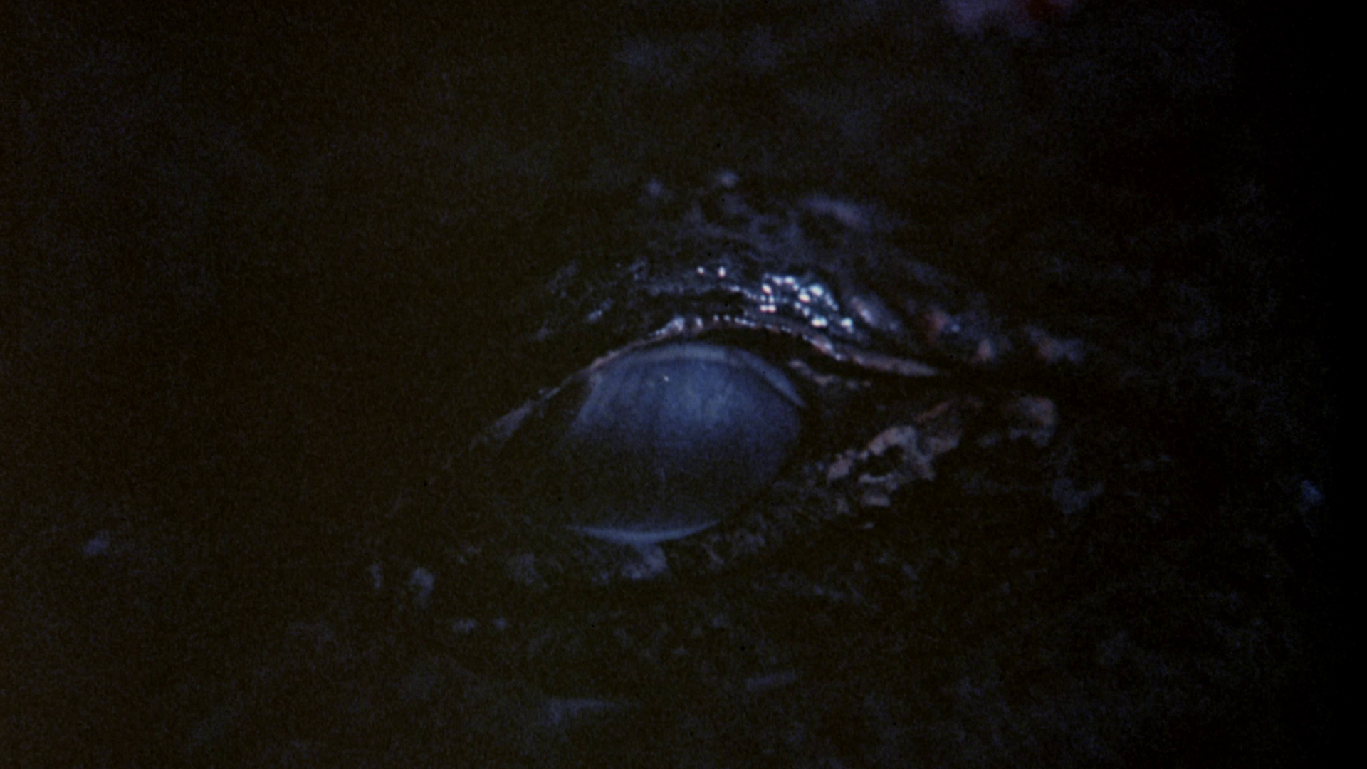 Alligator II trailers