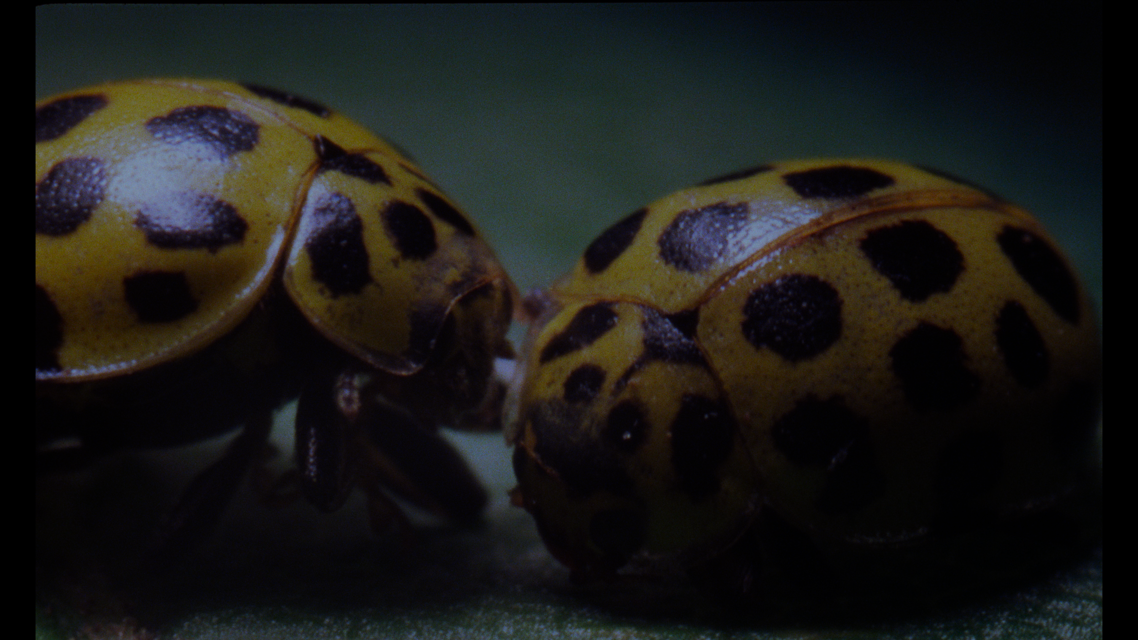 Phenomena 4K Italian version cap 3