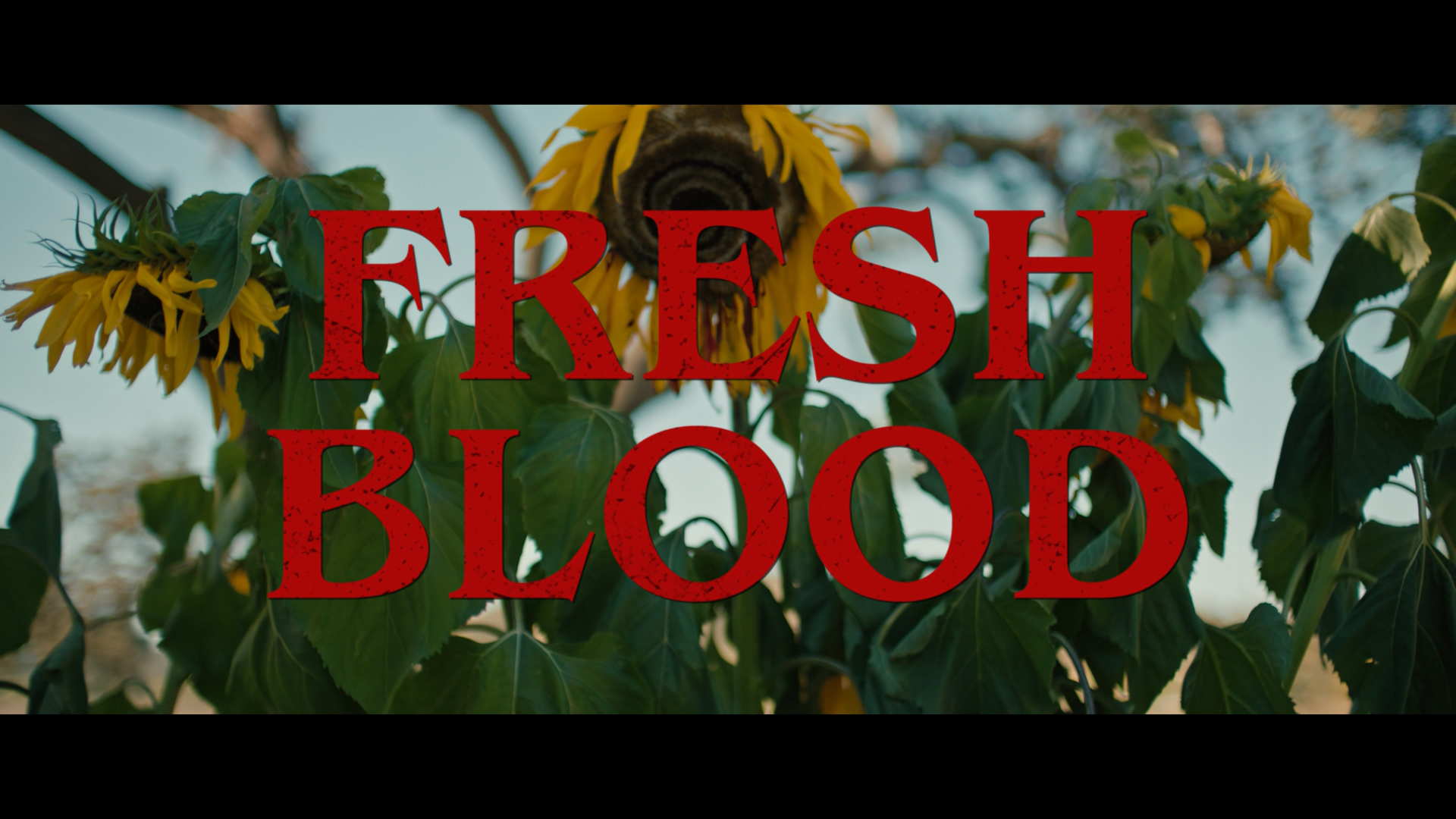 Fresh Blood feature