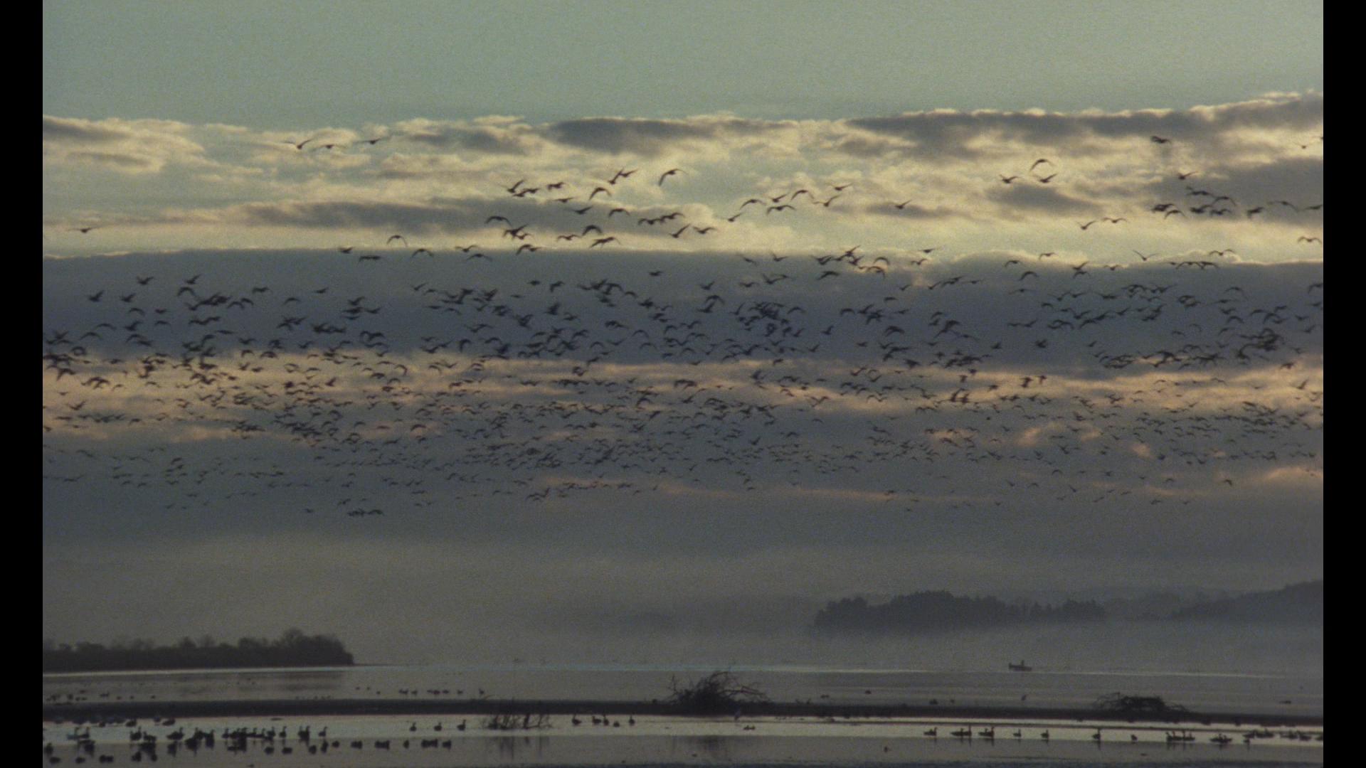 The Sting of Death cap 11