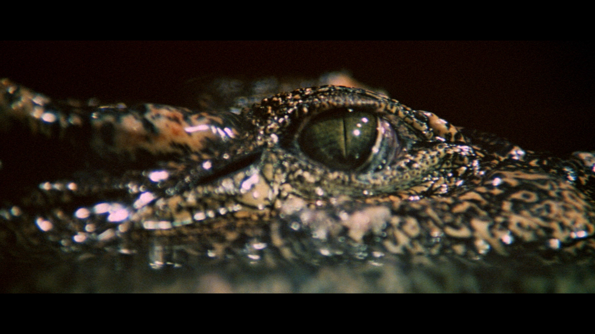 Crocodile Blu-ray screencap 6