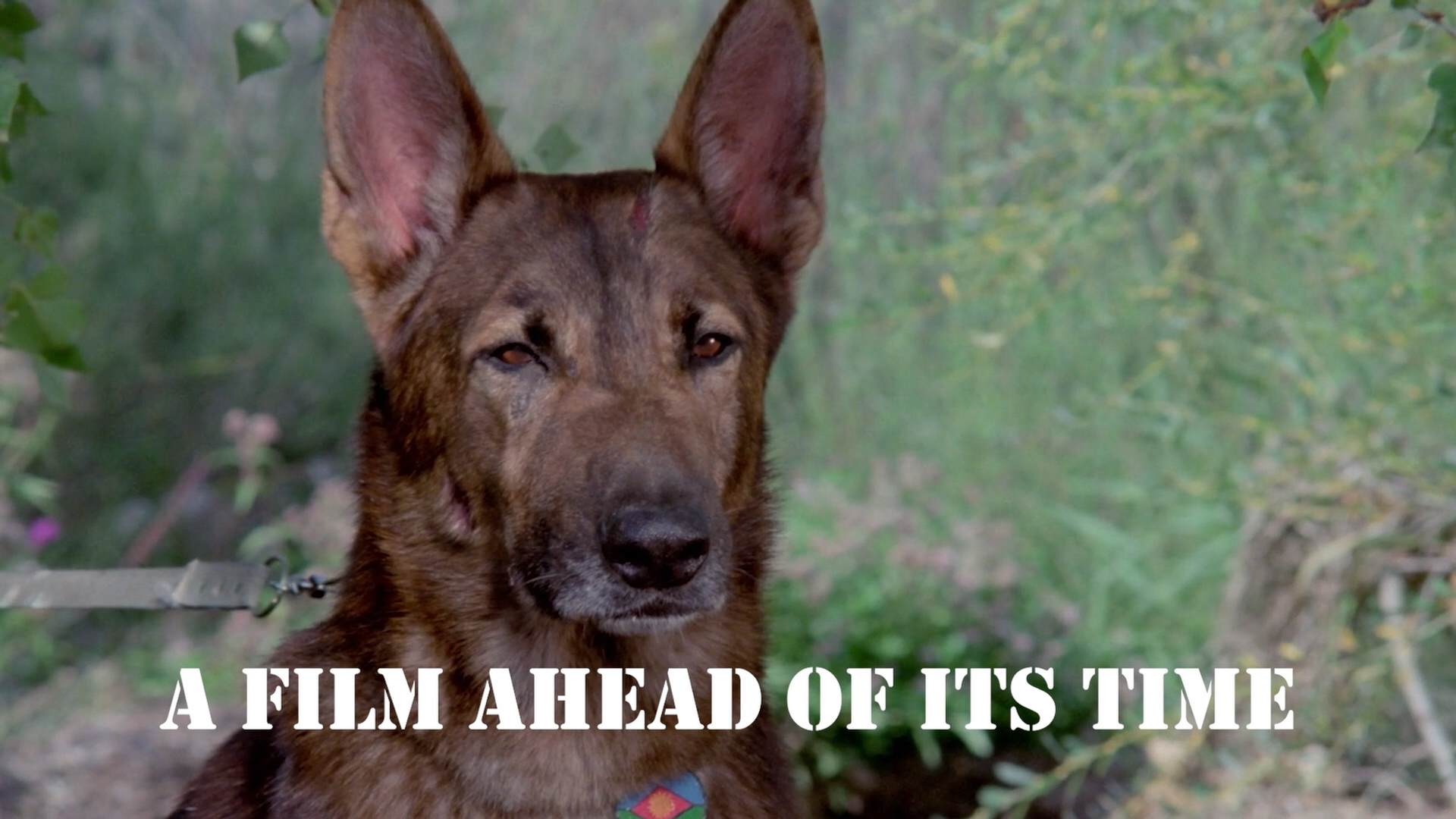 A Film Ahead Of Its Time – Appreciation By Ángel Sala, Head Of Programming At The Sitges Film Festival