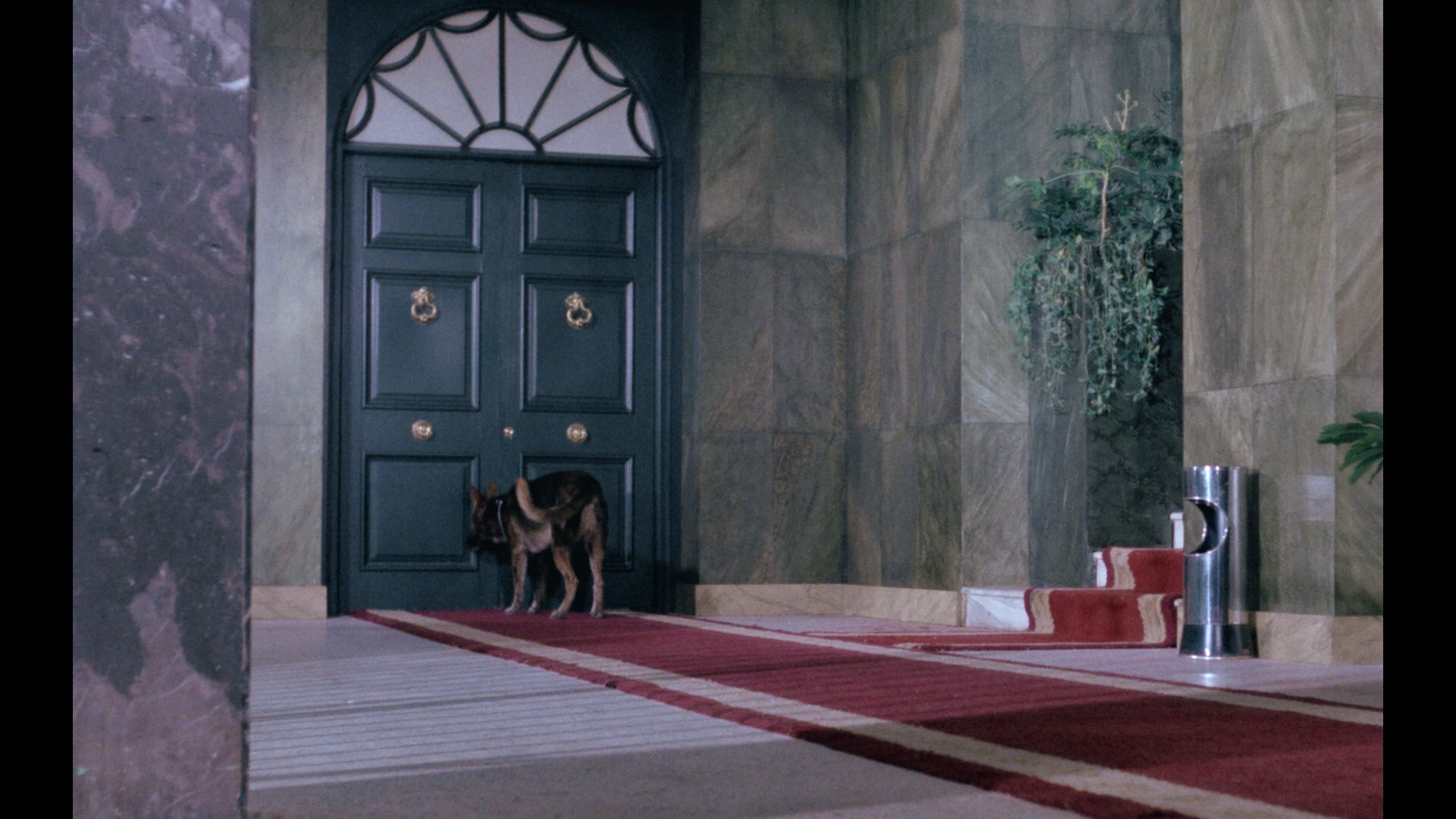 A Dog Called... Vengeance Blu-ray screencap 12
