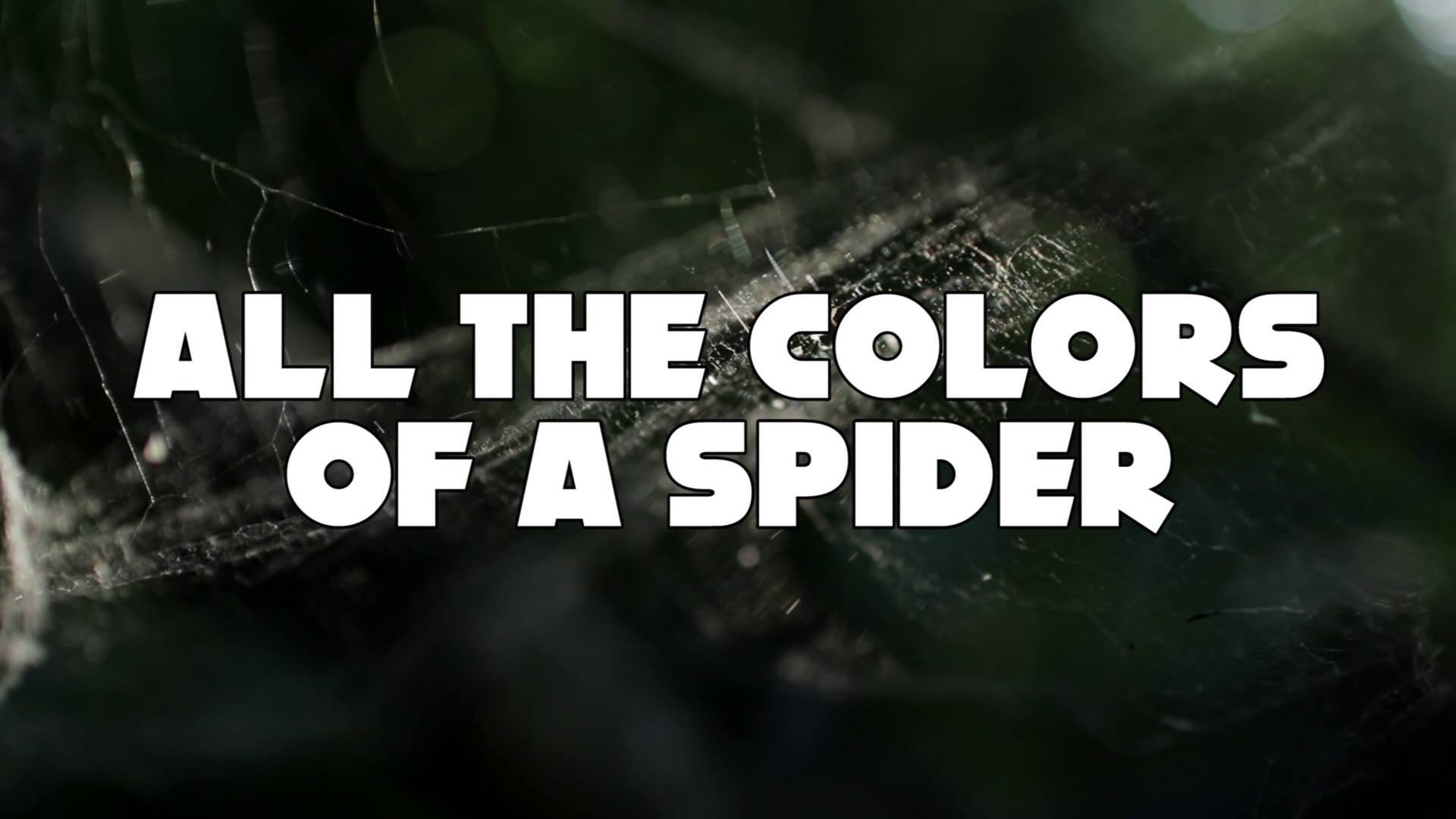 Spider Labyrinth 4K Nino Celeste interview