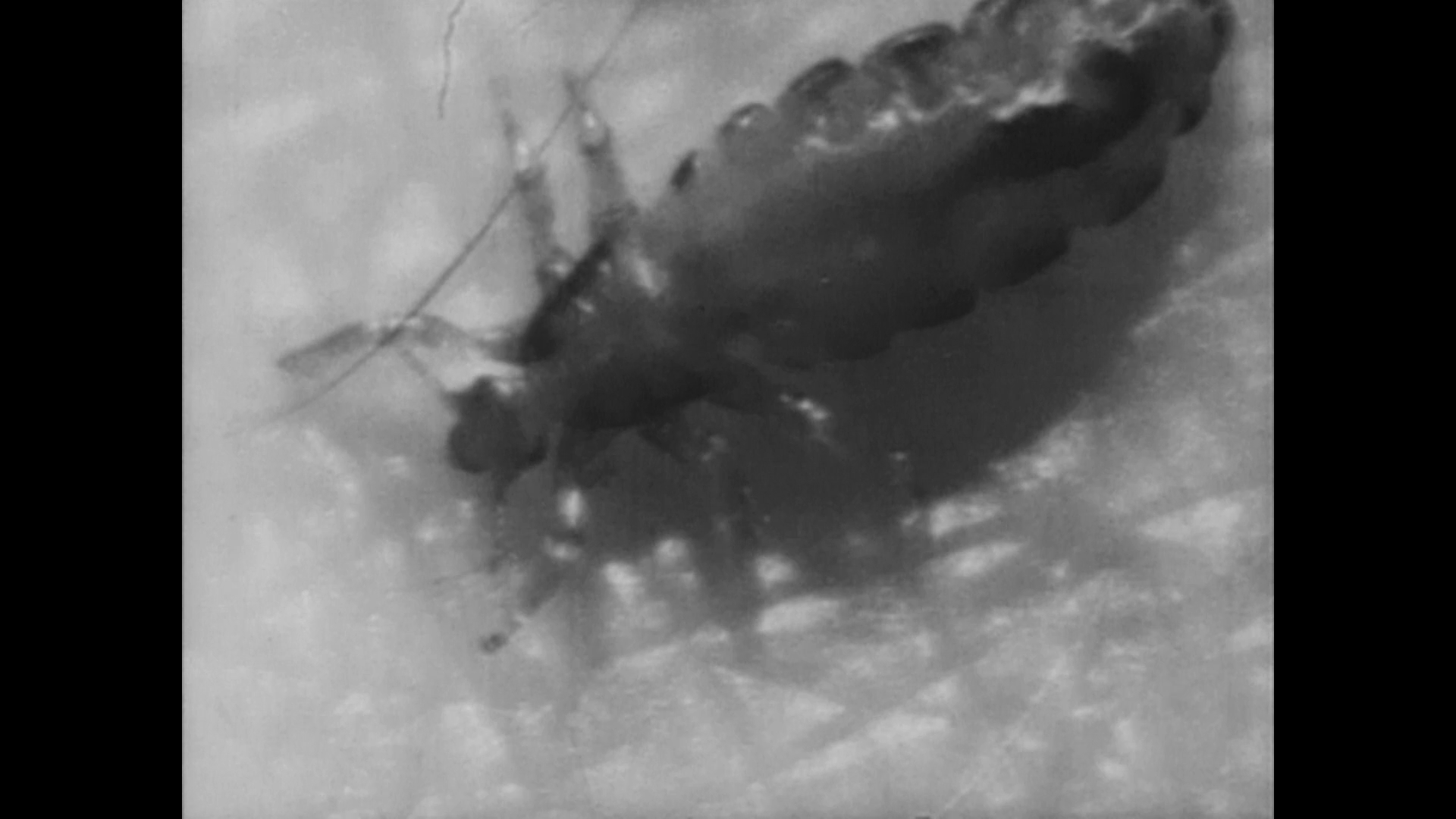 Blood of Revenge Lice are Scary short film